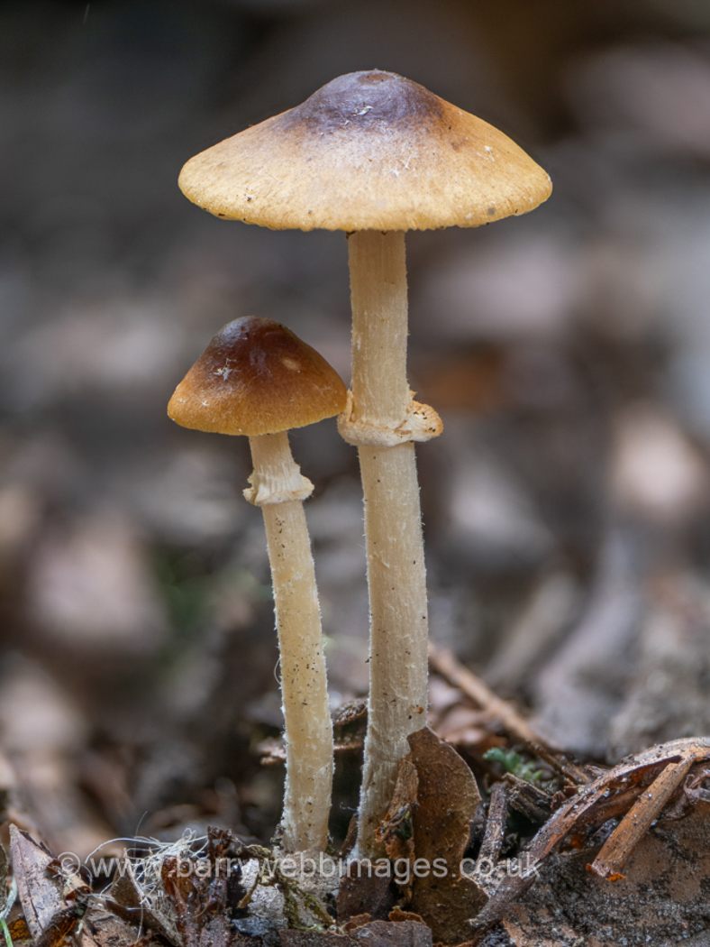 Photo © Barry Webb FRPS Pholiotina arrhenii by Barry Webb FRPS